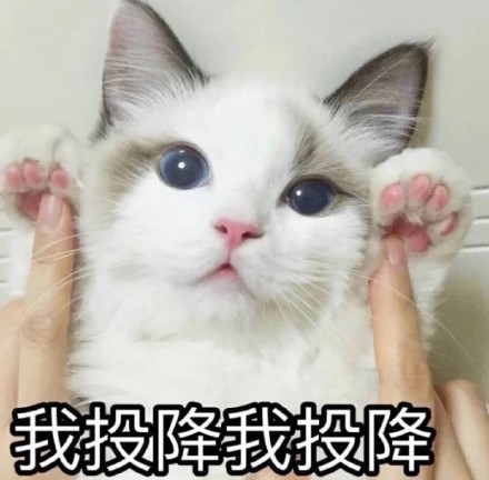 猫咪表情包：我投降我投降