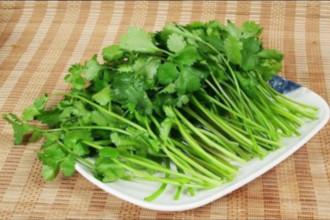 保存香菜鲜度的一个小方法