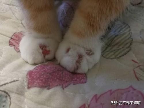 怎么判断是不是猫藓？教你一招如何迅速辨别