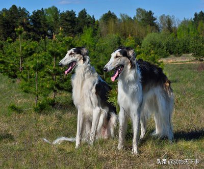 苏俄牧羊犬知识介绍（属于世界名犬之俄罗斯大奔）