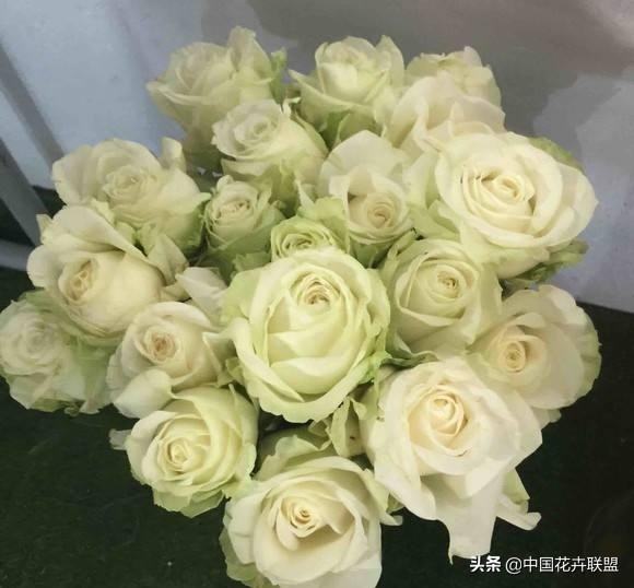 玫瑰花长什么样（26种常见玫瑰花品种集合）