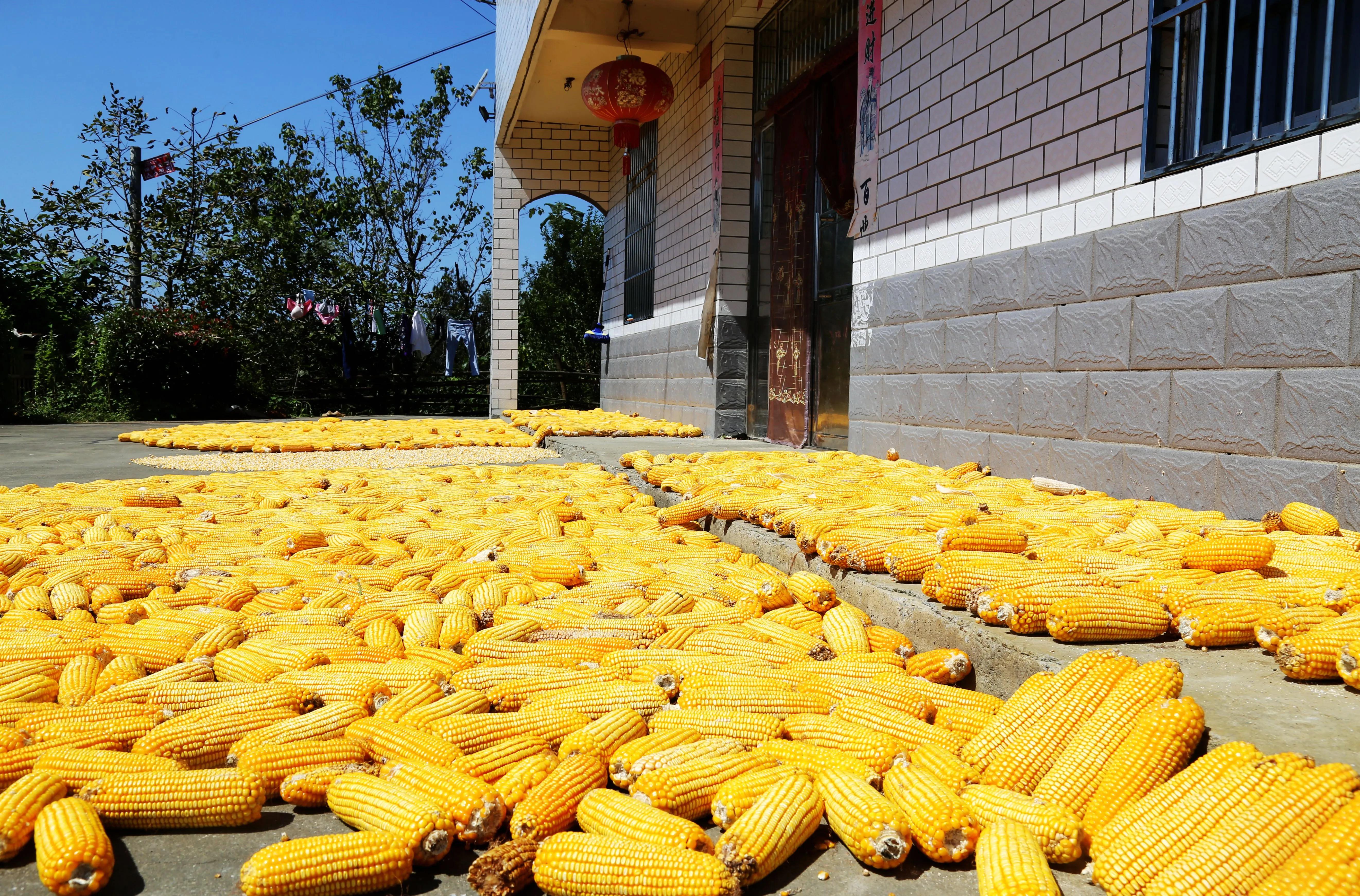 家乡的秋,诗意的乡愁