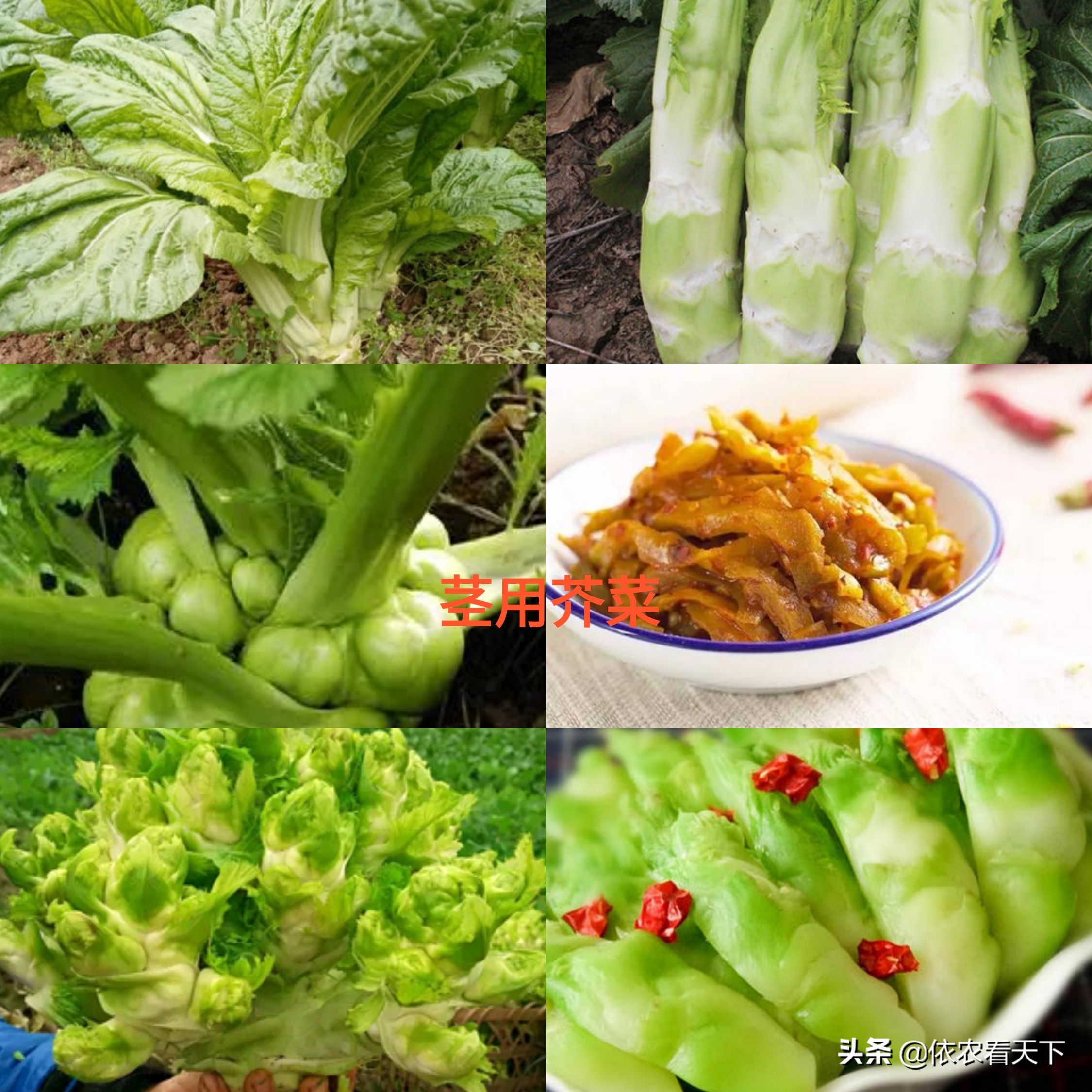 叶用芥菜在我国南北地区均有种植,主要分布在南方,它是芥菜类蔬菜中的