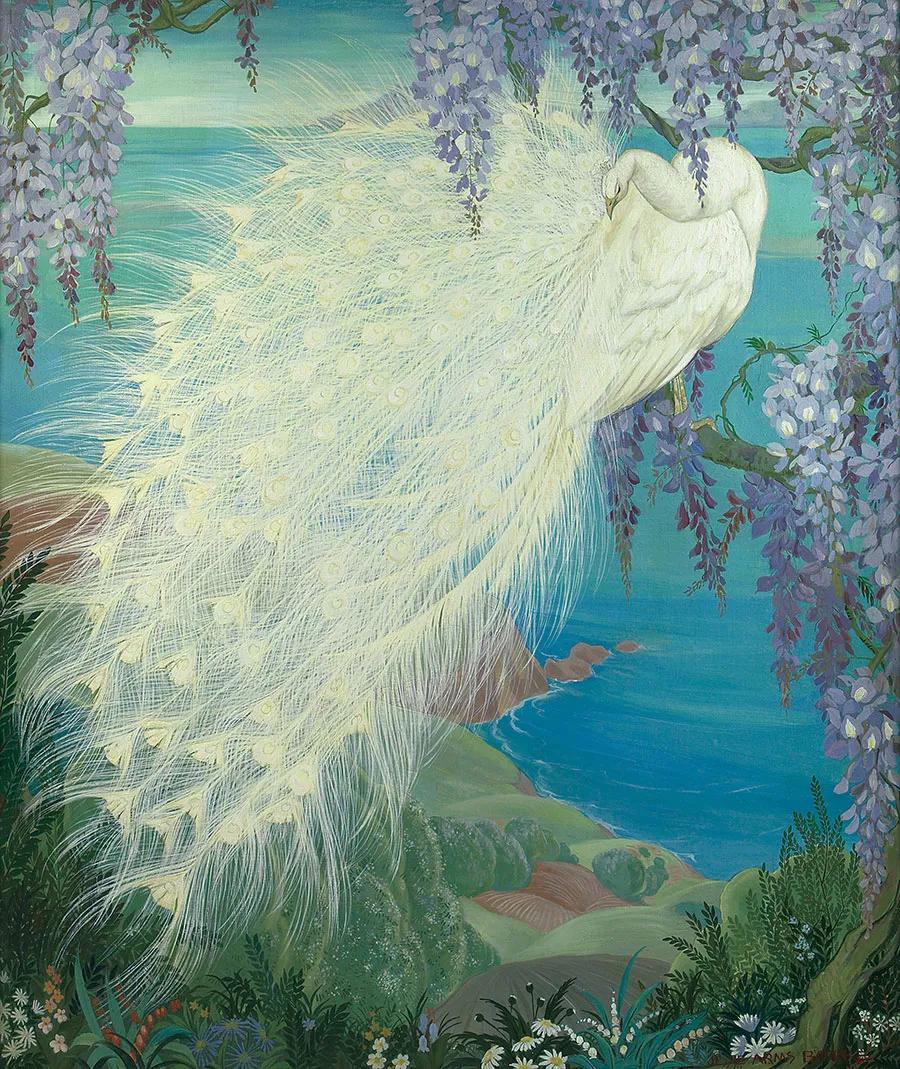 孔雀东南飞！高贵、冷艳的白孔雀