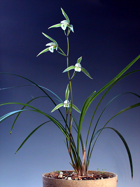 4种"禅意"花,招财富贵又文艺,书房客厅都能养