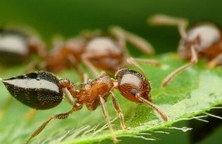 蚂蚁是不是昆虫？昆虫的特征是什么？