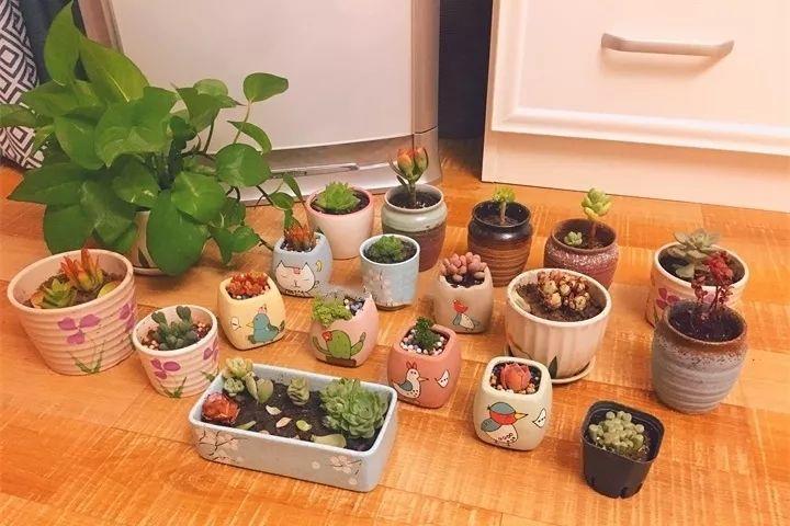 多肉养护大总结,这7点学会了,啥肉都能养得活
