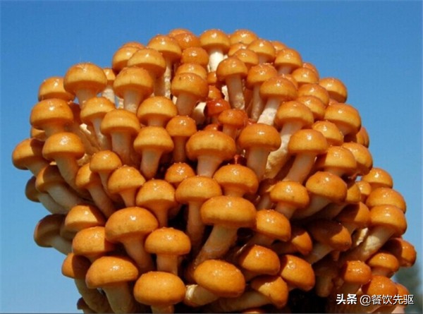 「滑子菇」好吃又美味的珍稀品种——滑子菇