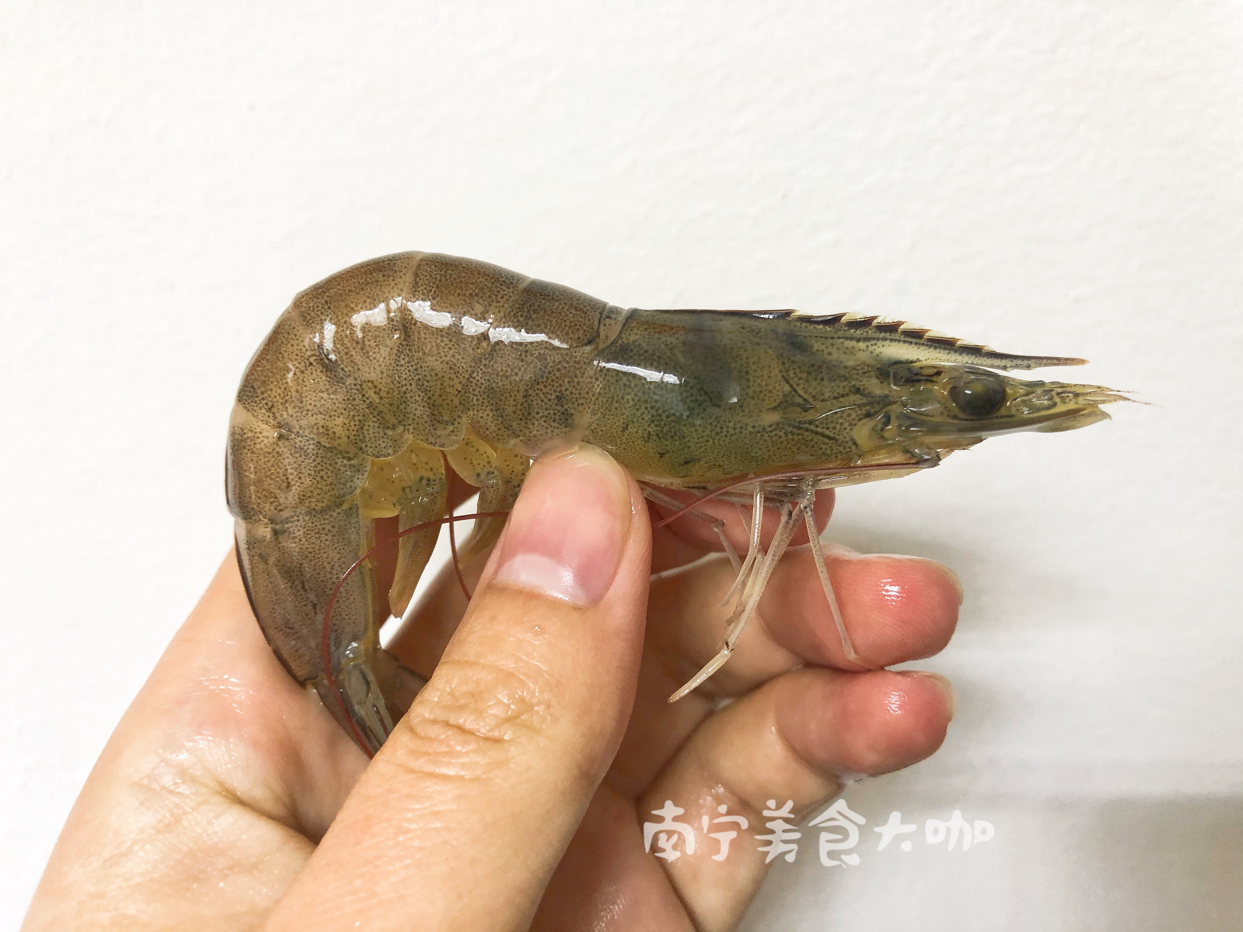 明虾是海虾还是河虾（海虾和河虾怎么区分）