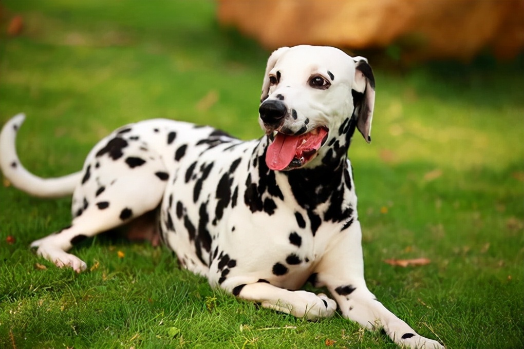 小型犬拉薩犬蝴蝶犬西高地白梗小鹿犬中國冠毛犬傑克羅素梗比格犬