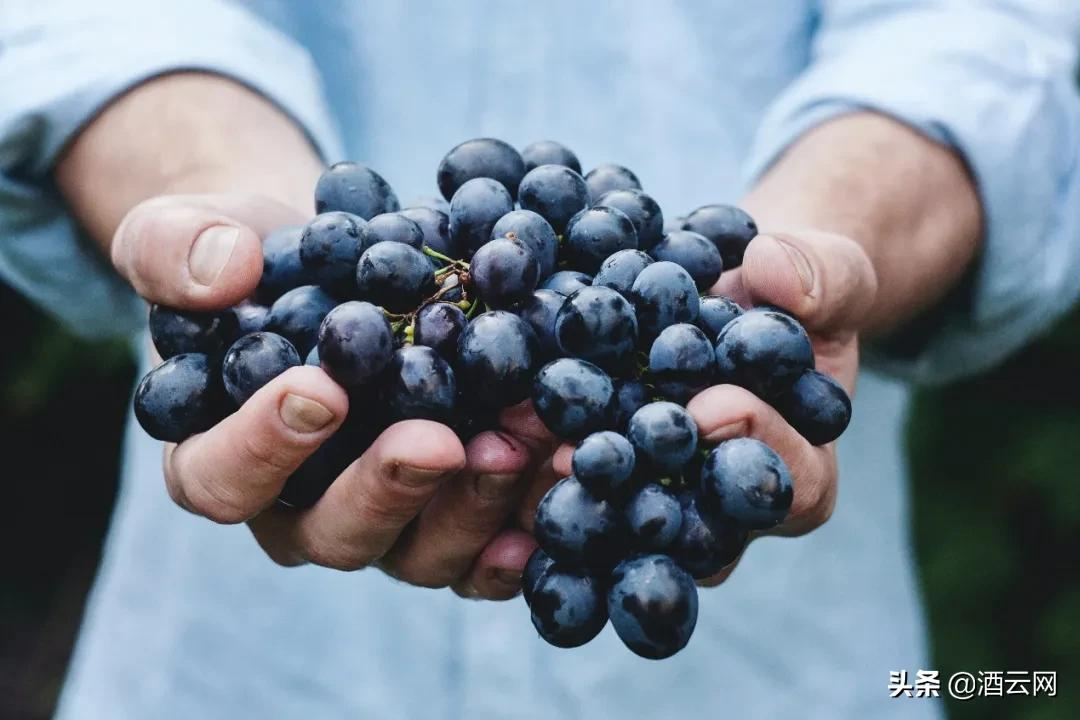 前世今生——西班牙葡萄酒的进化史