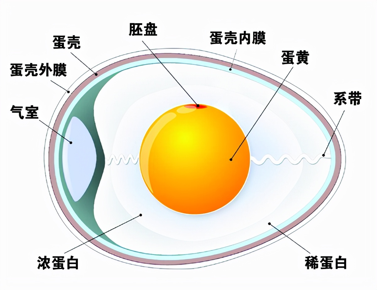 母雞下蛋需要公雞嗎,母雞下蛋需要公雞嗎?沒公雞母雞會下蛋嗎?