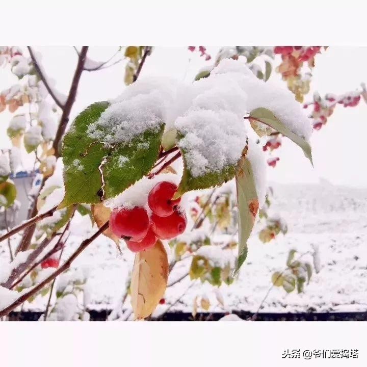 红墙，白雪，琉璃瓦，大雪压青松