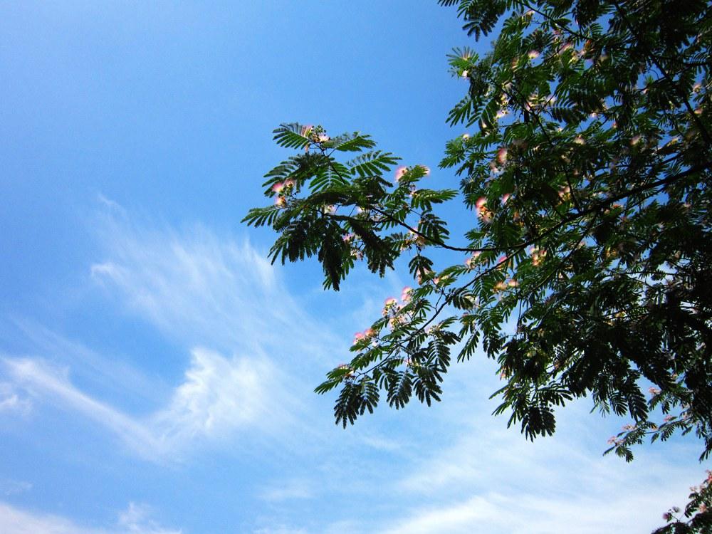 这篇学霸写景范文《校园即景》，一看就能记住，帮你赢得期末满分