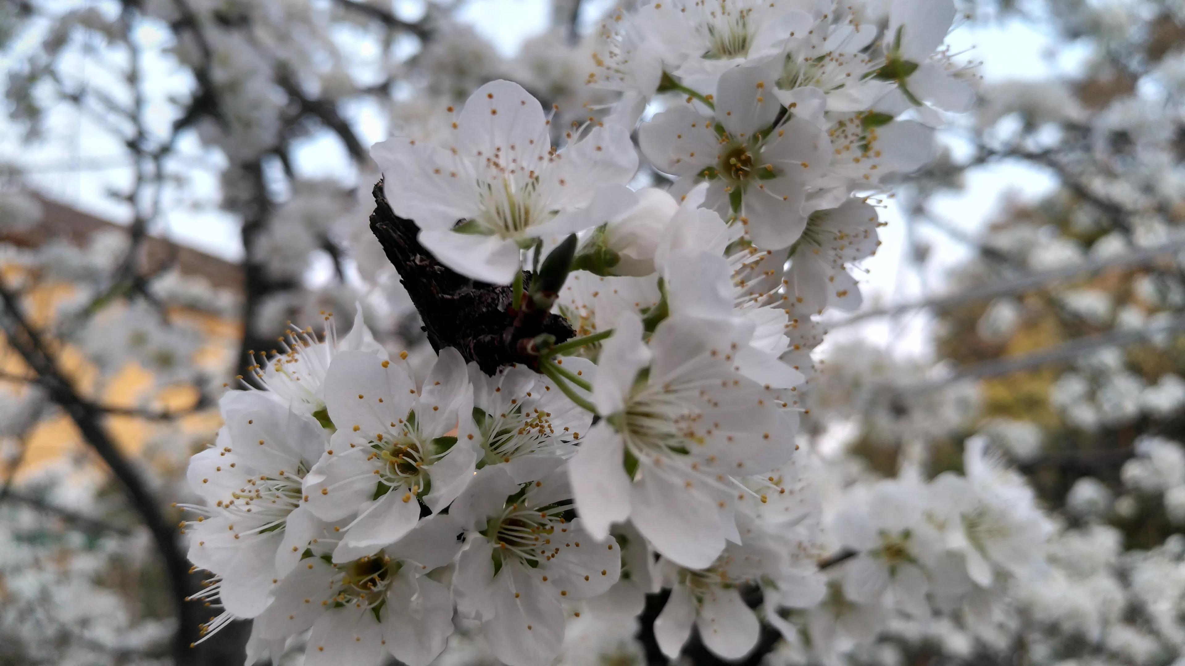 李树开花一树白，银装素裹如堆雪