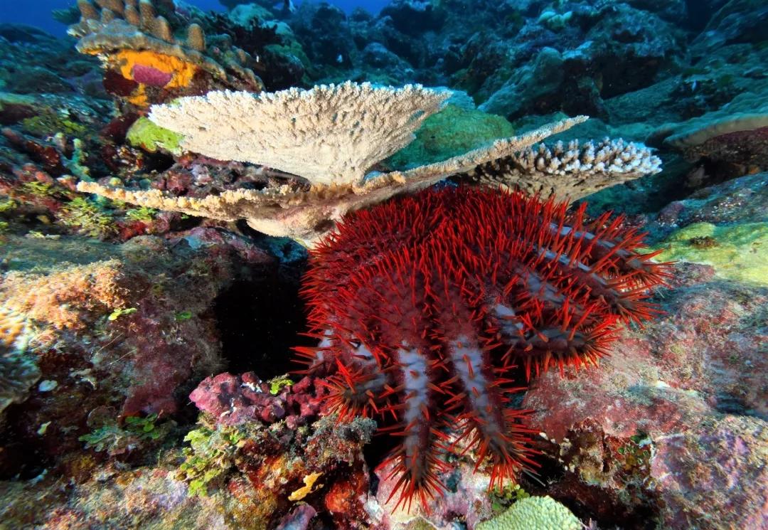 珊瑚是生物吗？珊瑚到底是动物还是植物-第49张图片