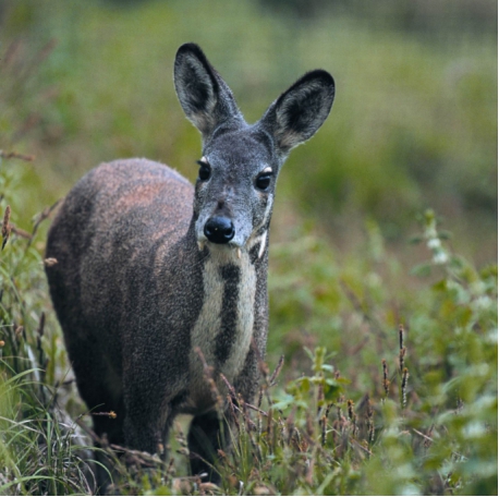 我國之所以將林麝定義為國家一級保護動物,是因為這個物種在野生環境