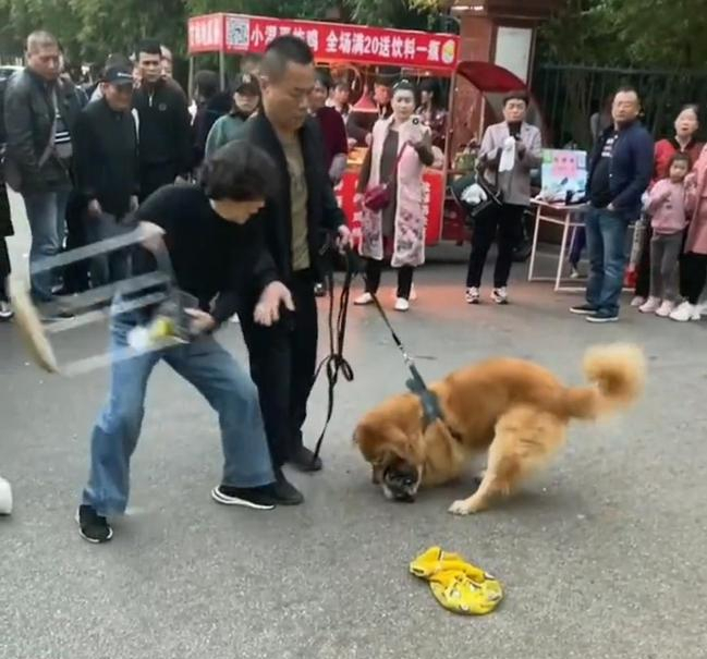 遛狗不牵绳！湖南一小狗惨被金毛撕咬，小狗为什么喜欢挑衅大狗？
