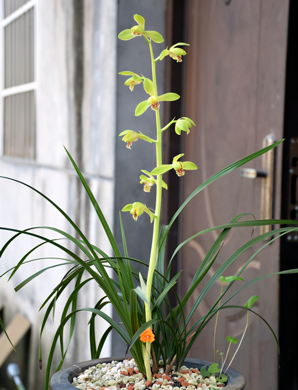 大一品兰花怎么养长得好