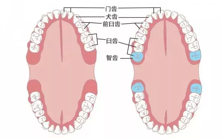 种两颗牙花了15000，跑了8趟医院，我哭了