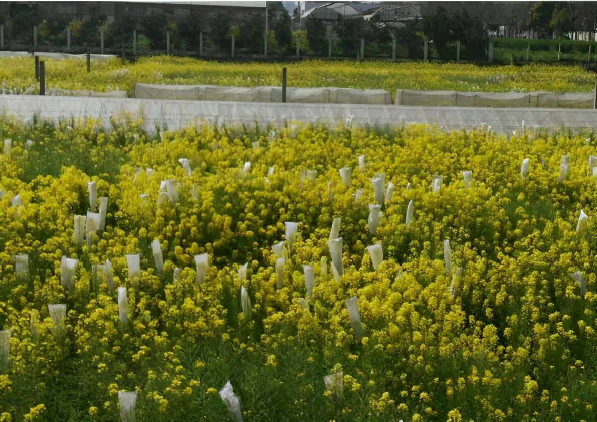 武汉这所高校“很低调”，隶属于国家教育部，但报考专业相对冷门