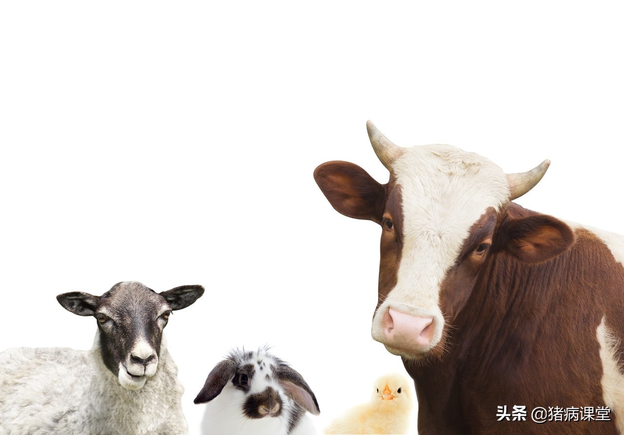 牛皮肤癣的病因及治疗方法
