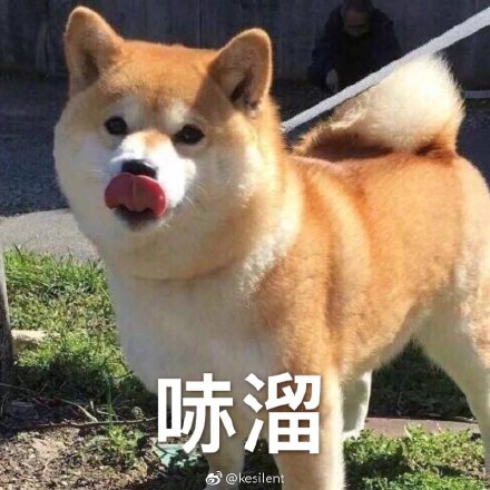 呆萌柴犬表情包：下面听我说，我们都是狗