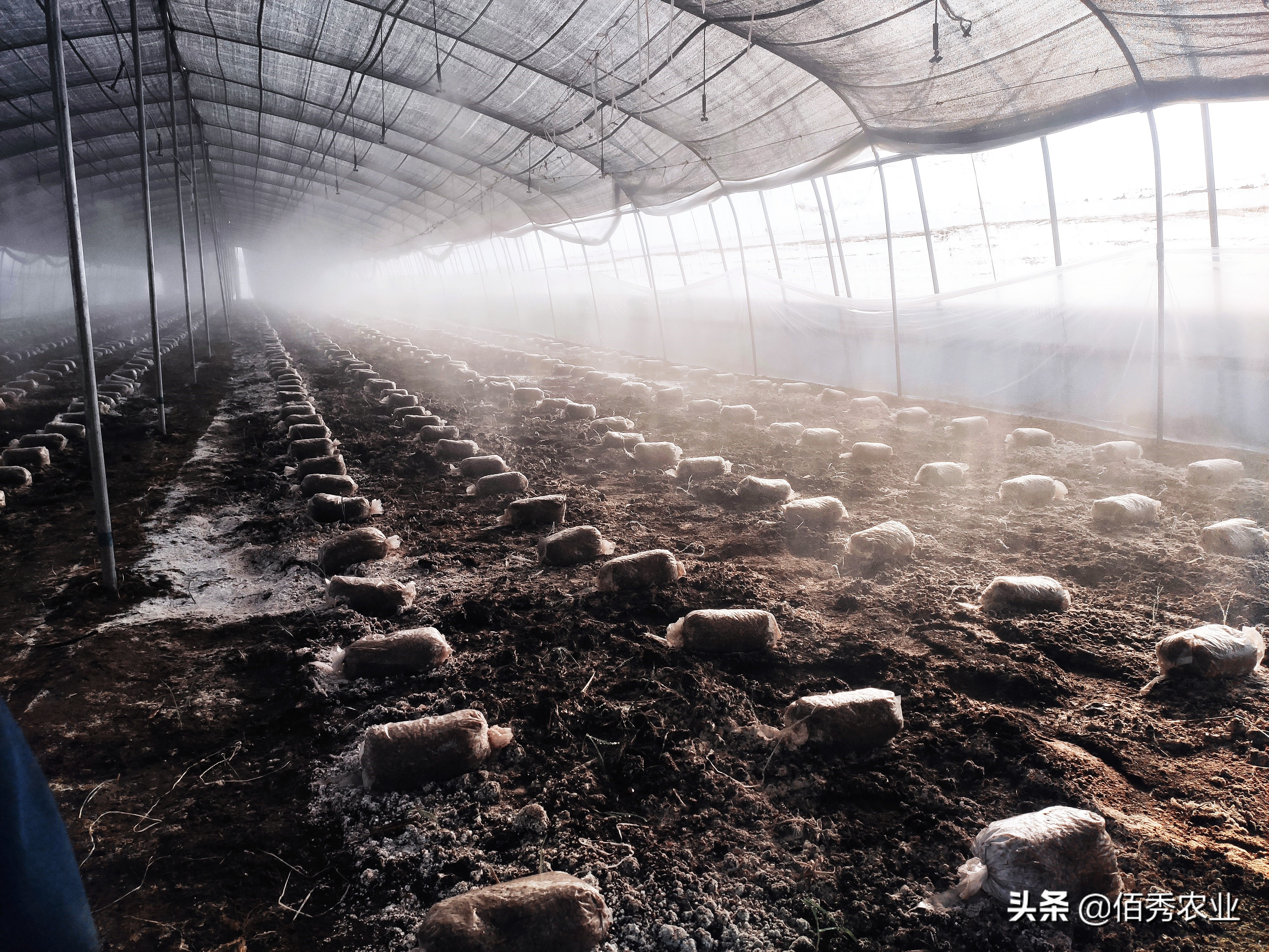 食用菌界的“贵族”，被农民争相种植的羊肚菌是骗局吗，坑在哪里