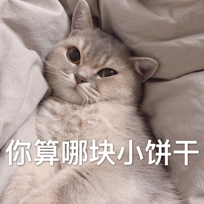 猫咪表情包｜今晚一起睡吗