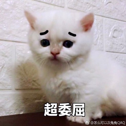 猫咪表情包：你开心就好