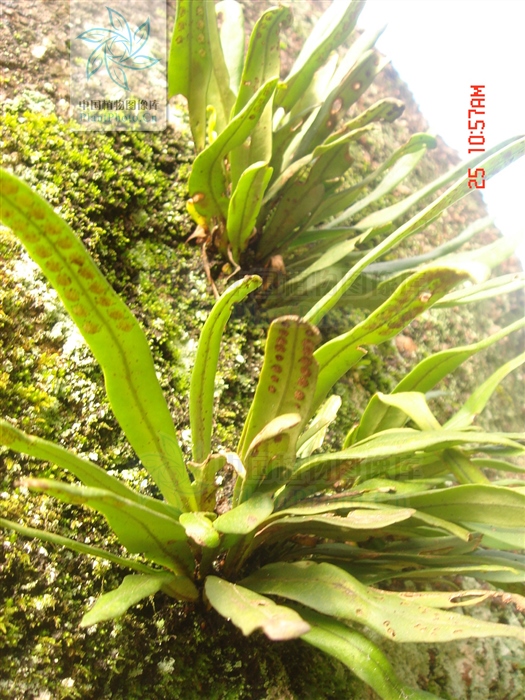 七星草的功效与作用(瓦韦) - 行就行