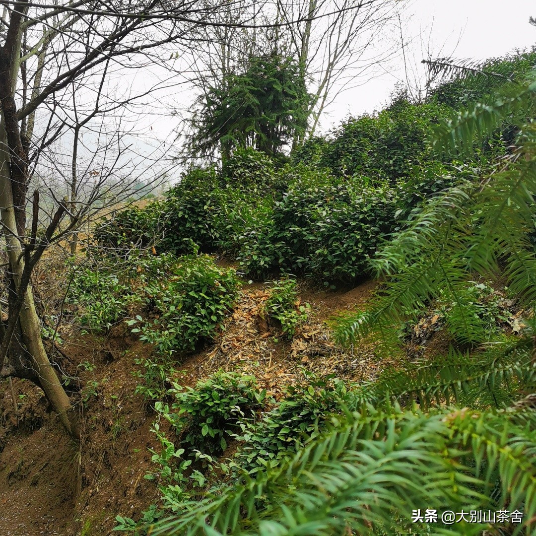 大别山采茶日记，茶季总结：茶歇犹依依，回首数峰青