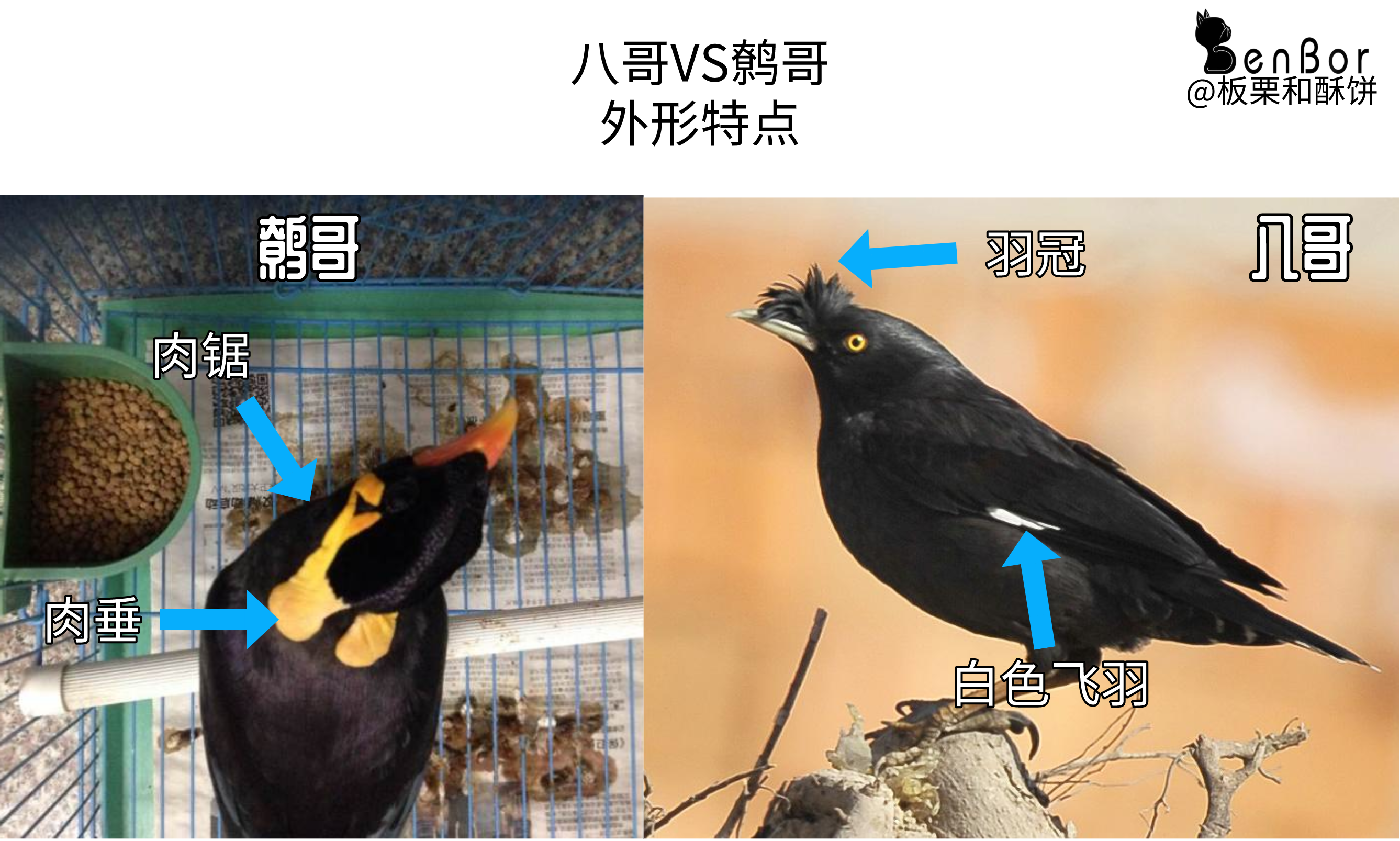 "千年的八哥,万年的鹩儿",八哥和鹩哥看起来相似,养起来不同