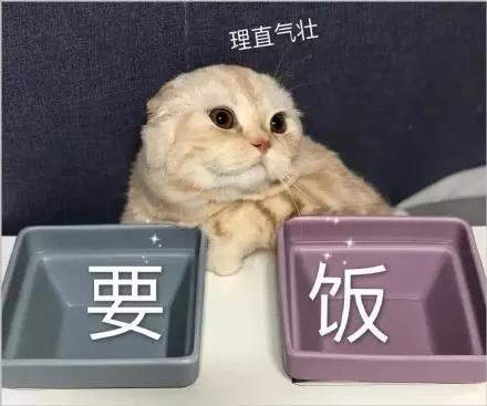 猫咪表情包合集｜我不和你天下第一好了