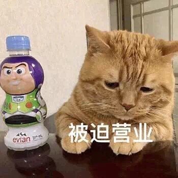 猫咪表情包合集｜我太难了，我想静静