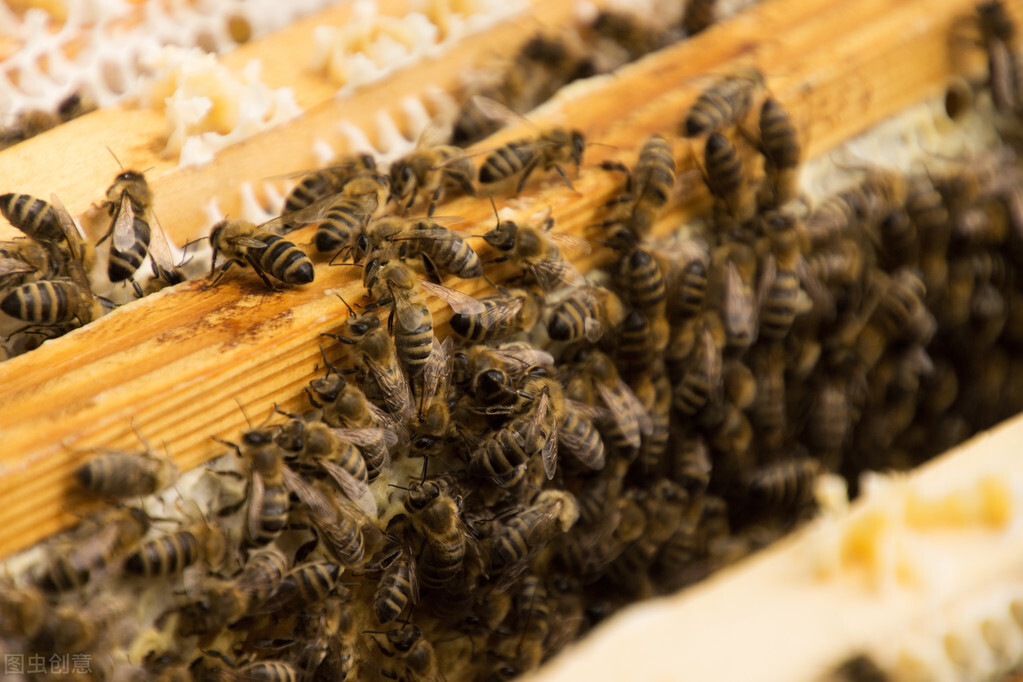 养蜜蜂技术和步骤（分享养蜜蜂的三个养殖技术）