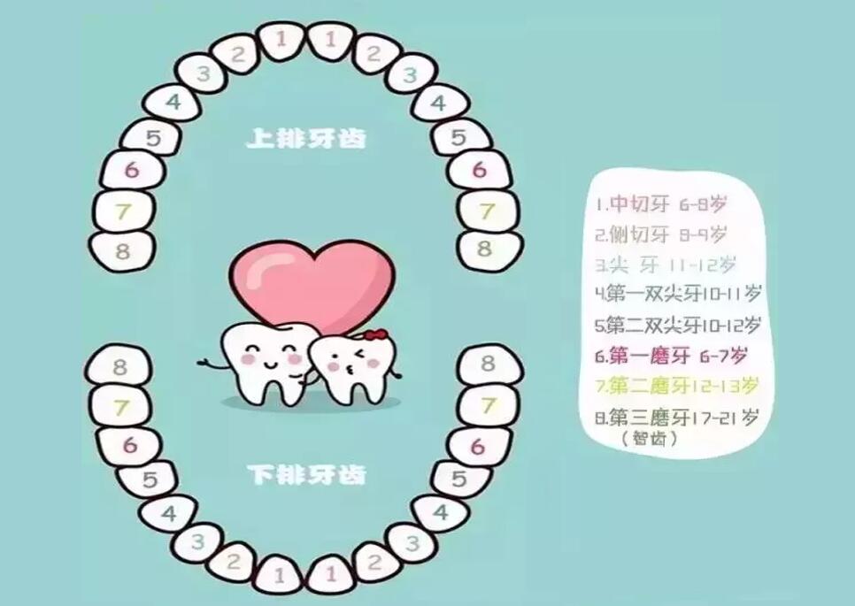 儿童换牙顺序图：孩子几岁换？怎么换？一文说清