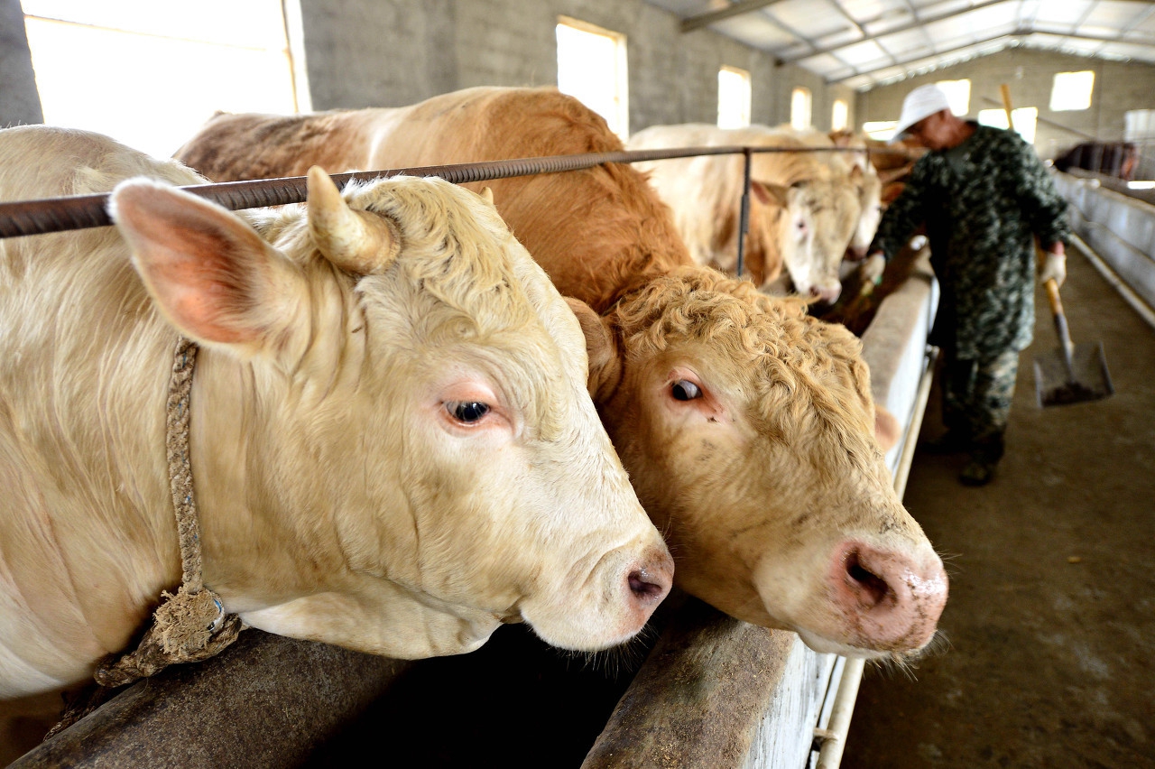 英美尔饲料价格图片肉牛育肥吃什么牛饲料好