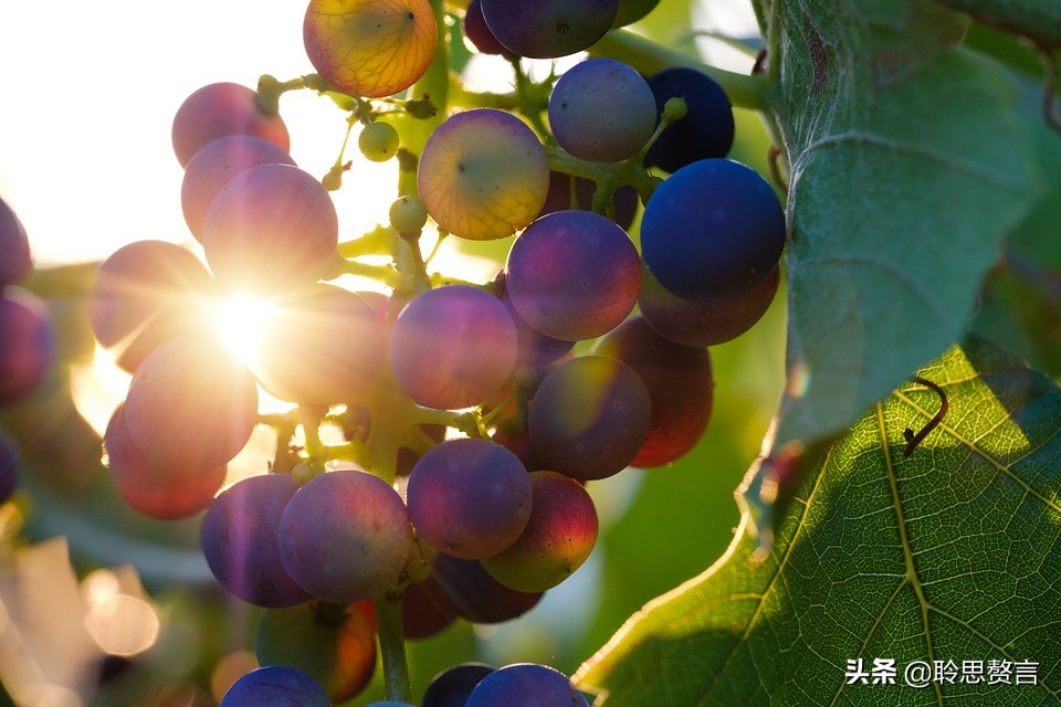 葡萄诗词精选二十四首 夏半蒲萄正熟时，累累满架紫金垂