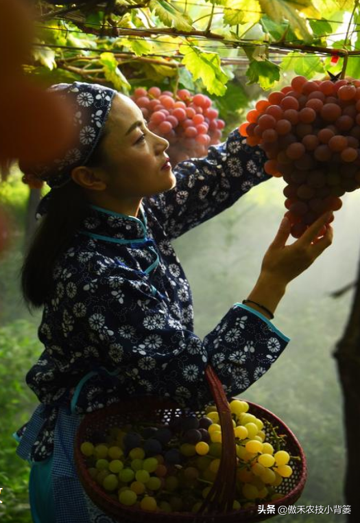 葡萄什么时候结果（葡萄花期的种植需求和管理方法）