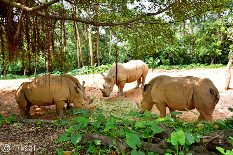 三天三夜欢乐长隆之旅（附攻略）