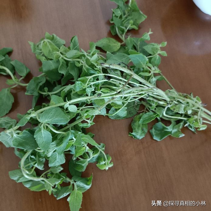 五块一只的鸽子炖一锅薄荷汤(五块一只的鸽子炖一锅薄荷汤的做法)