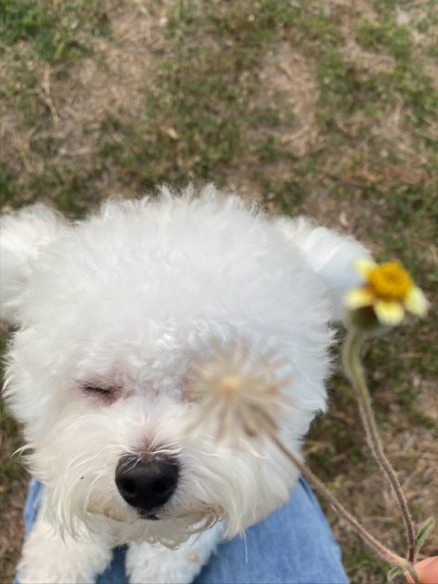 比熊犬：可以说是最好养的犬种之一，养一只不后悔