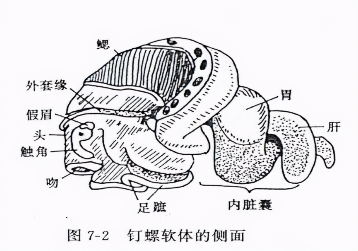 春天的海螺正肥美，牢记“3个部位”不要吃，吃得放心又健康