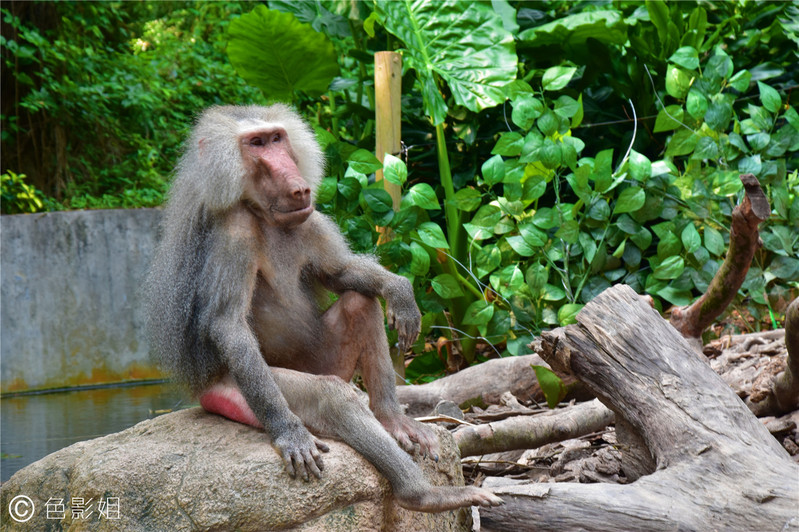 三天三夜欢乐长隆之旅（附攻略）
