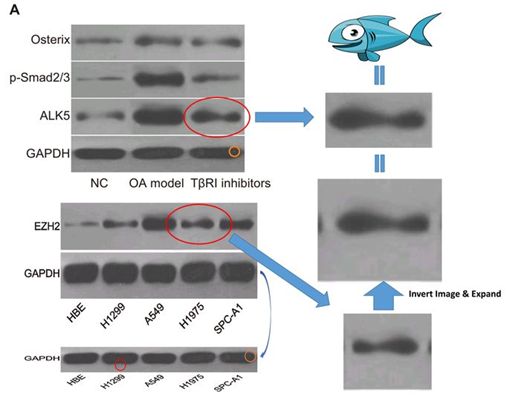 江苏师范大学发表的SCI论文被质疑