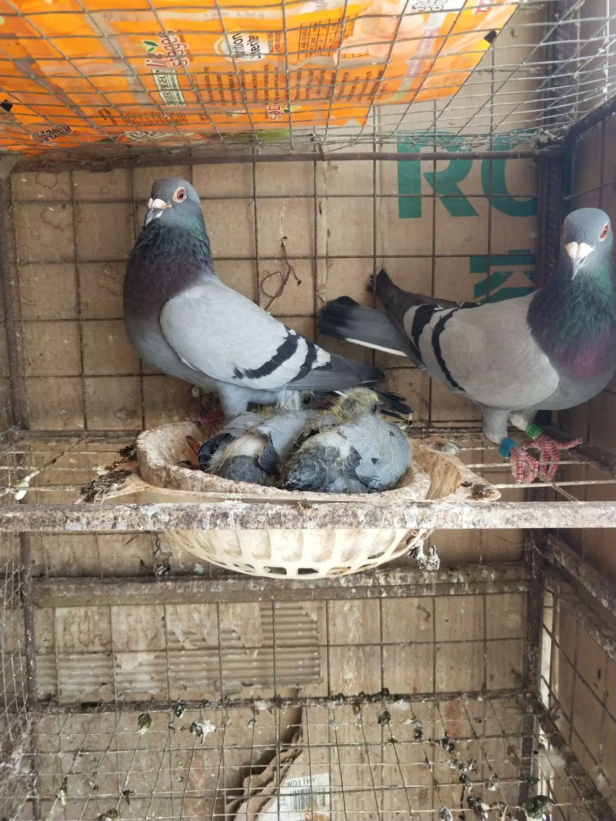 乳鸽养殖技术（养鸽子用什么方法鸽子最健康）