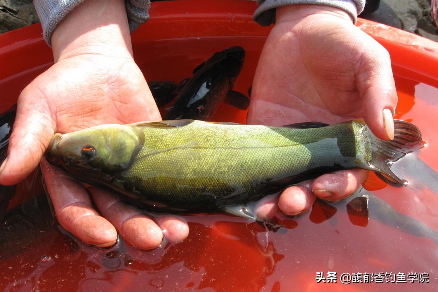 丁桂鱼吃什么食物(丁桂鱼的摄食习性和垂钓方法)