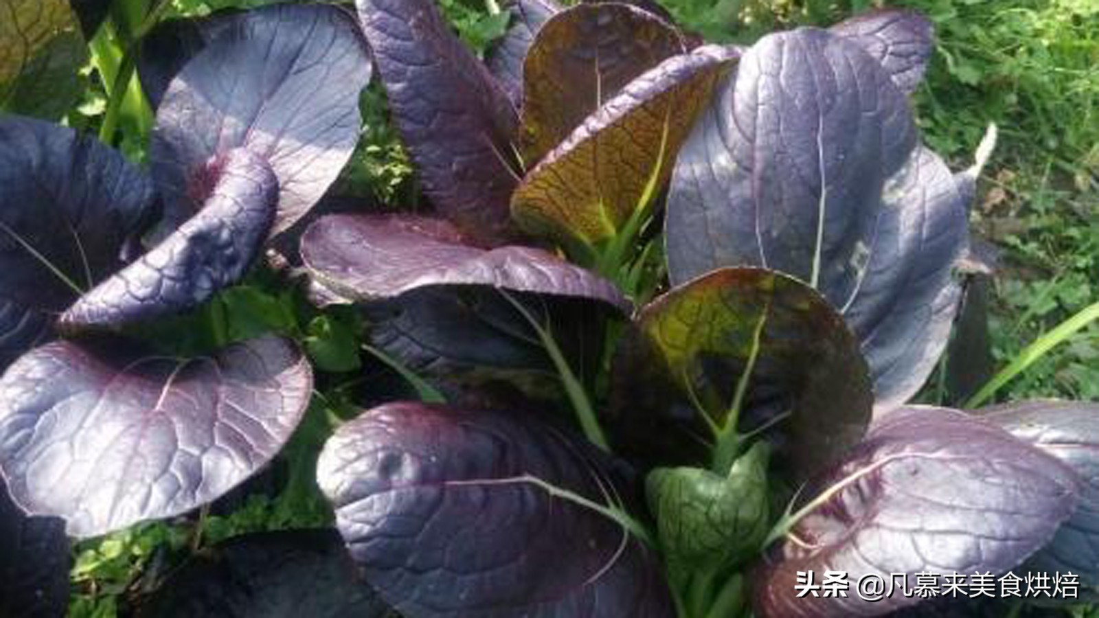 紫色蔬菜大全（35种紫色蔬菜富含花青素营养又美味）