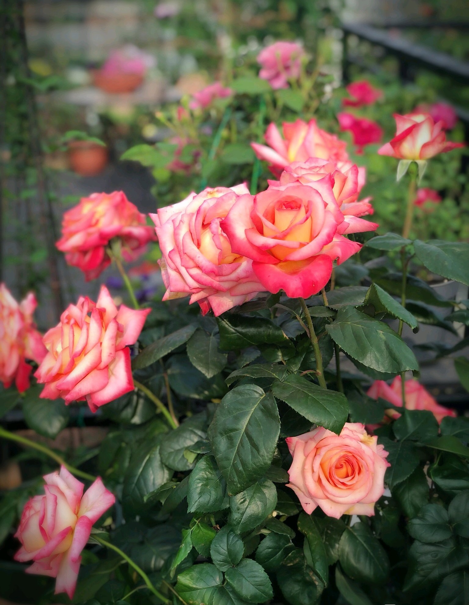 五月养花,养棵"彩云"吧,花美若牡丹,皮实好养活,四季有花看